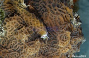 Agaricia agaricites-Bonaire Buddy reef-29m-20120217-Denis-ADER-DSC_6224_tn
